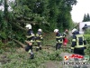 20240802baum 11